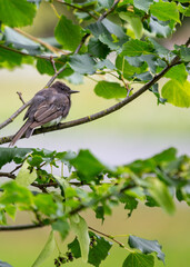 Graceful Black Phoebe (Sayornis nigricans)