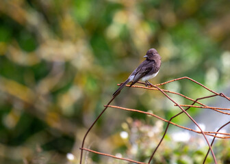 Graceful Black Phoebe (Sayornis nigricans)