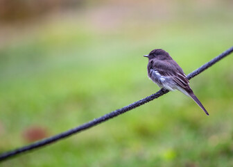 Graceful Black Phoebe (Sayornis nigricans)