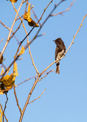 Graceful Black Phoebe (Sayornis nigricans)