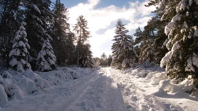 snowy mountain road wirth pine tree and woods going towards sun