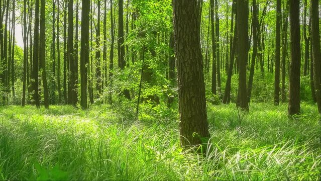 Beautiful green forest. Natural peaceful nature scene in the jungle with high trees and tall grass. Scenery on a sunny day outdoors, park. Static shot, outdoor, mid shot, real time, hd. ProRes 422 HQ.