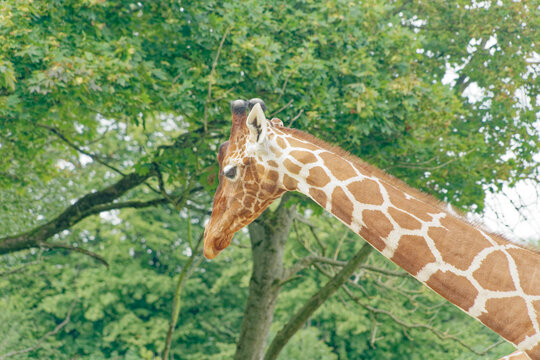 Lone reticulated giraffe standing against trees