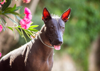 Portrait of one Mexican Hairless Dog (xoloitzcuintle, Xolo) in a park on a background of green trees
