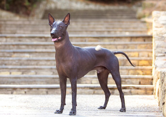 Portrait of one Mexican Hairless Dog (xoloitzcuintle, Xolo) in a park on a background of green trees