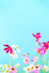 Delicate flowers of pink kosmeya on a blue background.