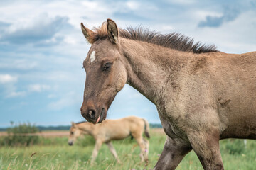 Obraz premium A beautiful thoroughbred horse grazes on a summer field.