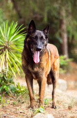 Obedient malinois dog in the park