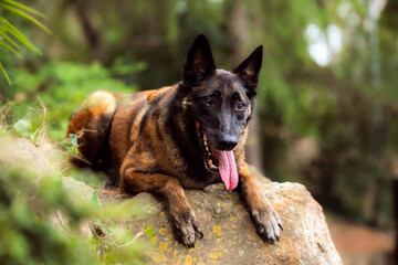 Obedient malinois dog in the park
