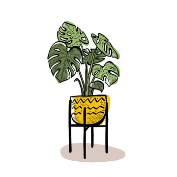 Monstera house plant Illustration with clear background 