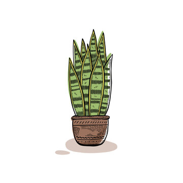 Snake plant illustration with clear isolated background, drawing of a houseplant in a modern retro style