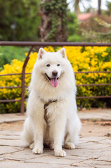 Dog obedience breed samoyed in the park