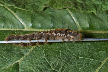 Caterpillar of a large butterfly of the cocoonweaver family - Herbal cocoonweaver (lat. Euthrix potatoria). Spring.