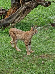Lince