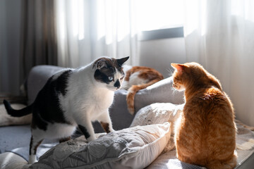 domestic cats interact in the living room