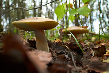 mushrooms in the forest