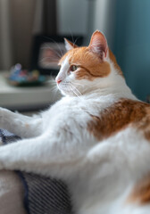 close up. brown and white cat with yellow eyes lying on a sofa with a blue background