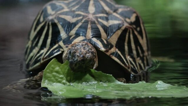 Indian Star Tortoise Eating Green Leef in Pond. Geochelone Elegans is a Threatened Tortoise Species.