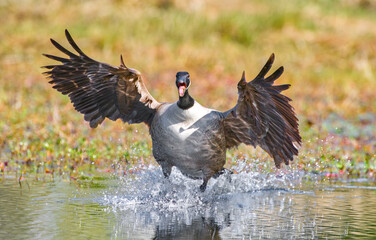 Canada Goose - Branta canadensis - flying into pond while facing camera, wings spread feather detail,  mouth open and honking with water spray as webbed feet touch and skid into edge of pond or lake © Chase D’Animulls