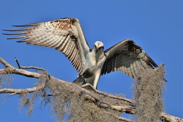Beautiful Osprey Paynes Prairie Preserve State Park Gainesville Florida Lacua Trail Alachua Sink 