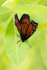A beautiful orange and black butterfly, which I'm tentatively identifying as a viceroy (Limenitis archippus). Check ID with an expert source if accuracy is important to your project.