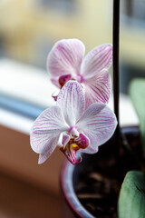 Petal of blooming prchid on window