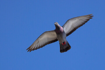 A rock pigeon (Columba livia) flies overhead in a clear blue sky in Sarasota, Florida