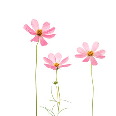 Pink cosmos flowers on a white background.