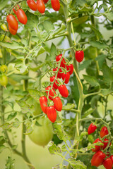 working, growing harvest  vegetable crops in greenhouse. juicy ripe red cherry tomatoes on branch. environmentally friendly  product from farmer. vertical