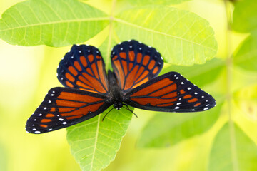 A beautiful orange and black butterfly, which I'm tentatively identifying as a viceroy (Limenitis...