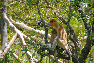 Wild proboscis monkeys in Labuk Bay Proboscis Monkey Sanctuary in Sabah, Borneo, Malaysia