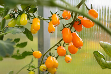 working, growing harvest  vegetable crops in greenhouse. juicy ripe orange cherry tomatoes on branch. environmentally friendly  product from farmer.
