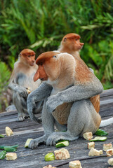 Wild proboscis monkeys in Labuk Bay Proboscis Monkey Sanctuary in Sabah, Borneo, Malaysia
