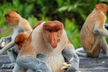 Wild proboscis monkeys in Labuk Bay Proboscis Monkey Sanctuary in Sabah, Borneo, Malaysia