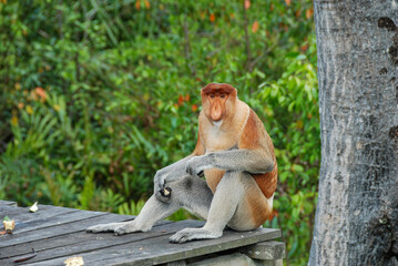 Wild proboscis monkeys in Labuk Bay Proboscis Monkey Sanctuary in Sabah, Borneo, Malaysia