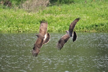 Endangered Snail Kite Kites Gainesville Paynes Prairie Preserve State Park Florida