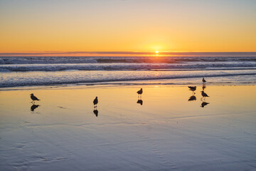 Naklejka premium Seagulls on beach sund at atlantic ocean sunset with surging waves at Fonte da Telha beach, Costa da Caparica, Portugal
