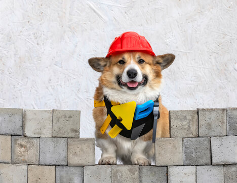 cute working dog corgi in a construction helmet and with a set of tools sits on a background of bricks and smiles