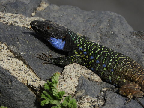 tizon lizard