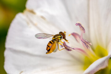 Margined calligrapher fly on white flower. Insect and wildlife conservation, habitat preservation,...