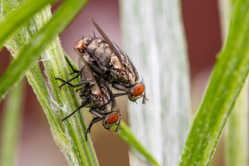 Flesh flies mating on plant. Insect and wildlife conservation, habitat preservation, and pest control concept.