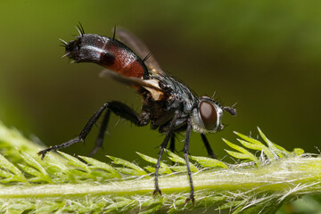 Fototapeta premium Cylindromyia Fly on plant leaf. Insect and wildlife conservation, habitat preservation, and backyard flower garden concept.