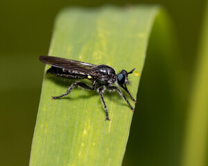 Robber fly on plant leaf. Insect and wildlife conservation, habitat preservation, and backyard flower garden concept.