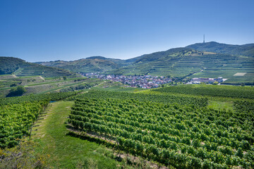 Fototapeta na wymiar View of Oberberg and the wine terraces from the Oberberg wine cooperative. Riesling grapes in the famous Bassgeige vineyard. Kaiserstuhl, Baden Wuerttemberg, Germany, Europe.