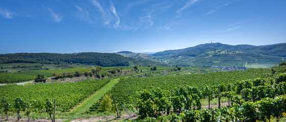 Fototapeta premium Riesling grapes in the famous Bassgeige vineyard of the Oberberge wine cooperative, Kaiserstuhl. Near the Texas Pass viewpoint 385 m (Auf dem Eck) Baden Wuerttemberg, Germany, Europe