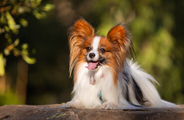 Dog obedience, papillon breed in the park