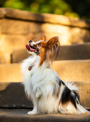 Dog obedience, papillon breed in the park