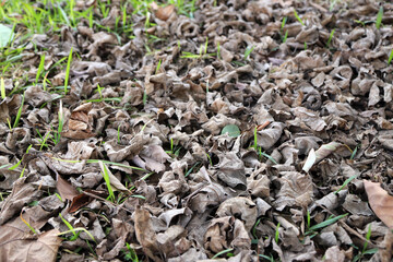 Dry autumn leaves on a spring emerging grass. Texture of dry leaves of a banyan tree.