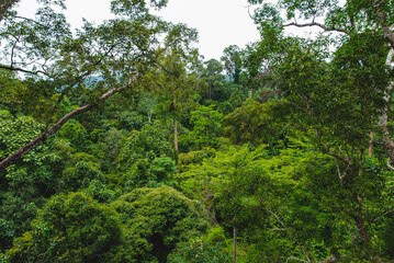 Plants and trees in Rainforest Discovery Center in Sepilok, Borneo, Malaysia