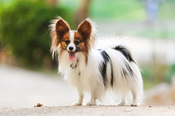 Dog obedience, papillon breed in the park